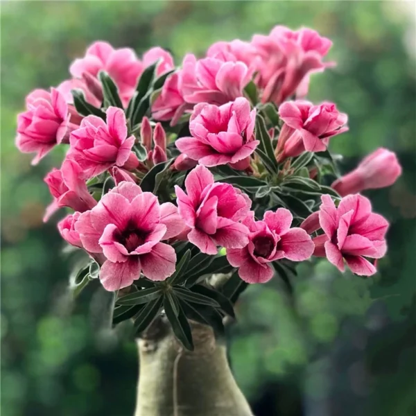 Home Garden Desert Rose Flowers Bonsai Plants New Year Home Sticker Succulent Decoration